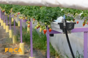 کشت هیدروپونیک | راهنمای کامل انواع سیستم ها و روش ها 3 کشت هیدروپونیک توت فرنگی