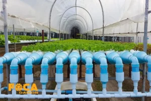 کشت هیدروپونیک | راهنمای کامل انواع سیستم ها و روش ها 4 کشت هیدروپونیک در منزل
