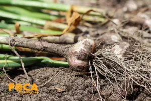 آبیاری سیر بعد از کاشت