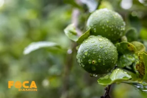 جدول نیاز آبی درختان میوه